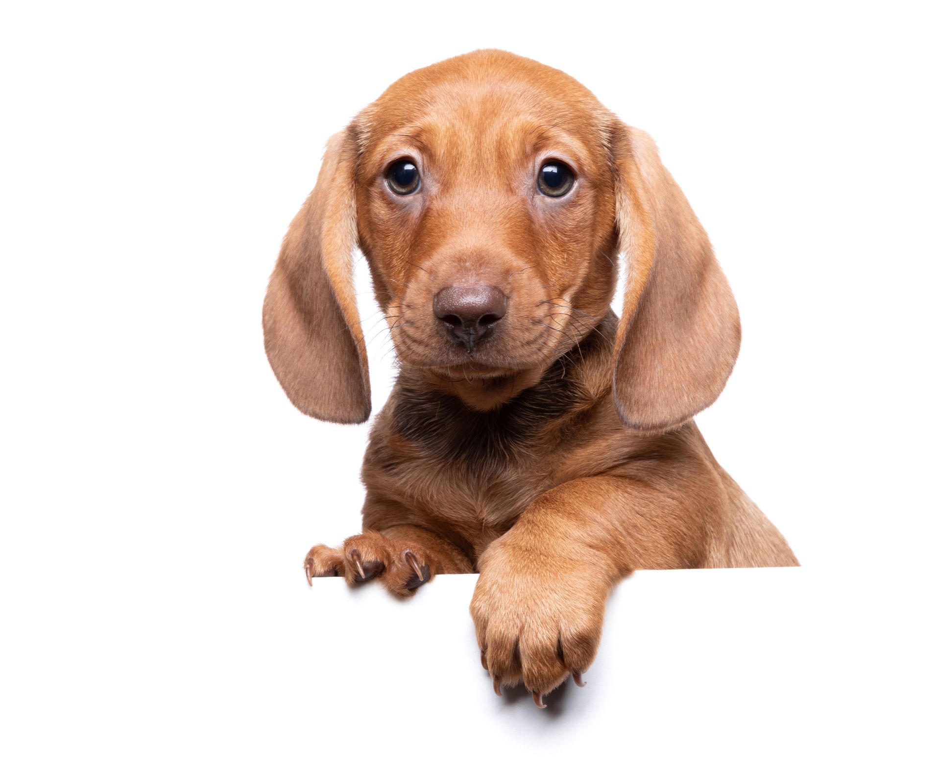 A brown dachshund puppy is peeking over a white sign.