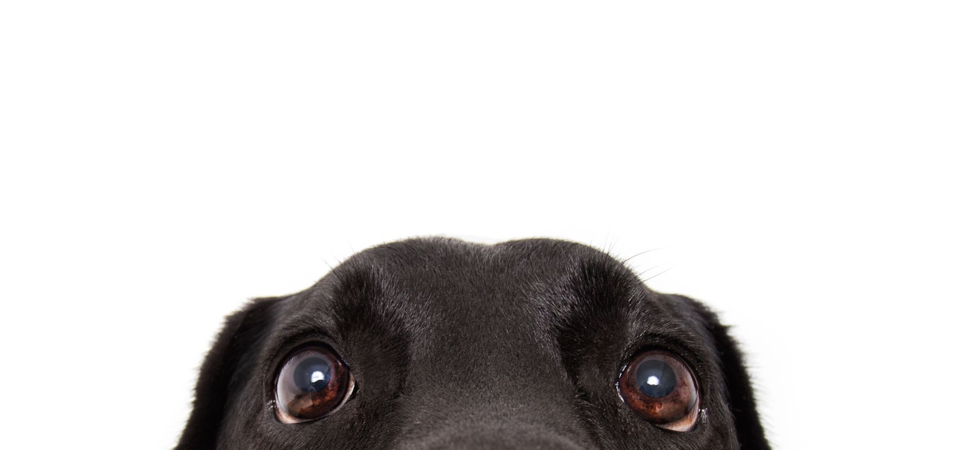 A close up of a black dog 's face on a white background.