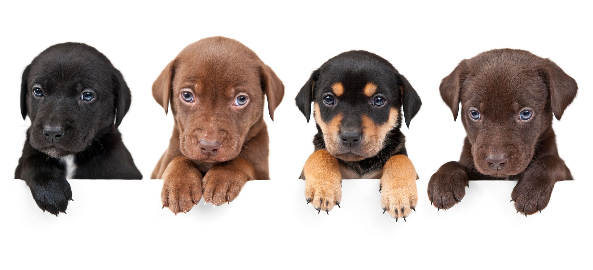 Four puppies are peeking over a white sign.