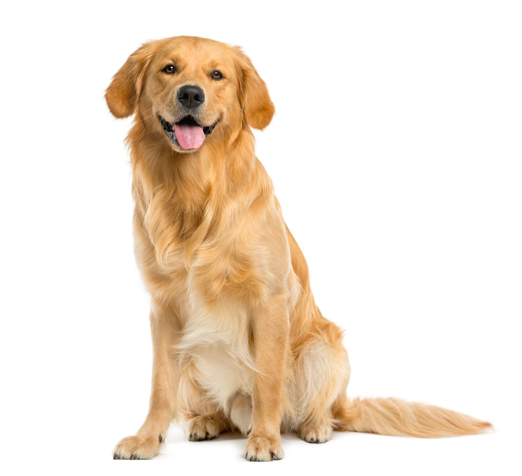 A golden retriever dog is sitting in front of a white background