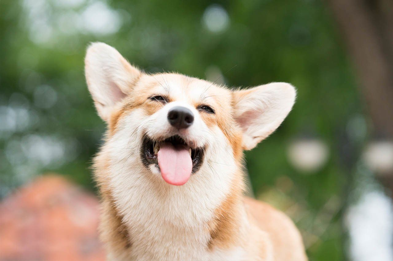 Animal Hospital Clarksville, IN Clarksville Animal Hospital