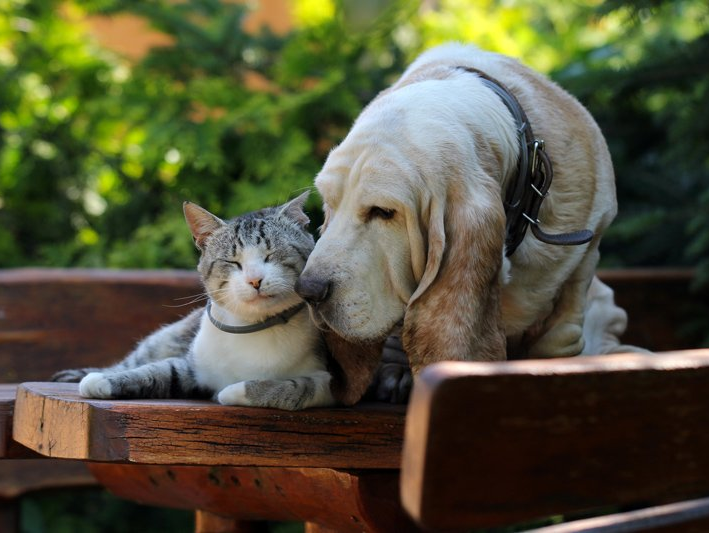 Teeth — Dog and Kitten in Vet Clinic  in Clarksville, IN