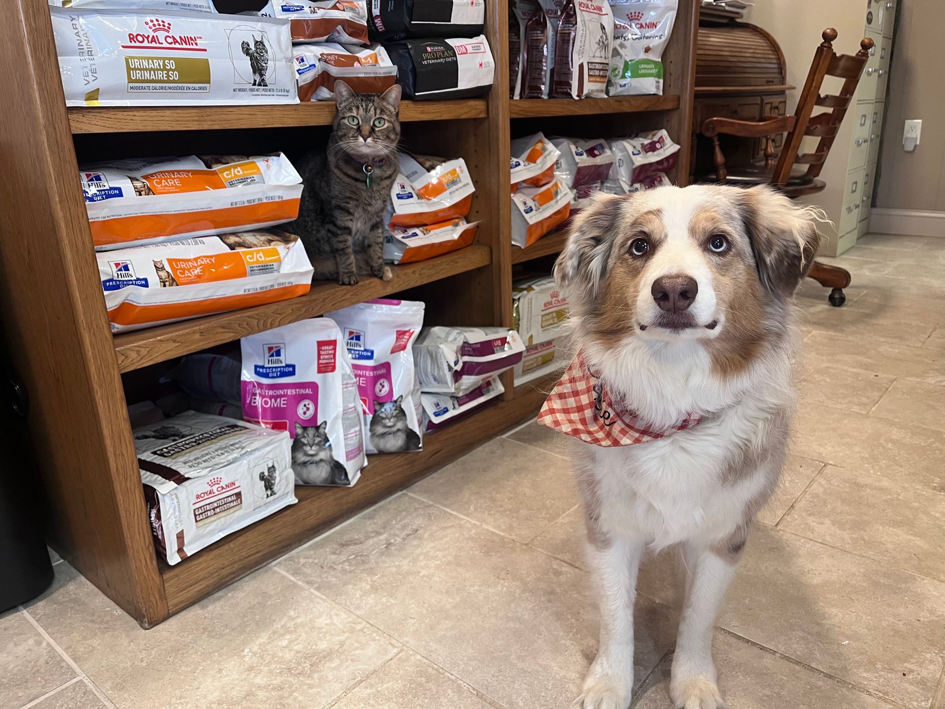 Fleas — Corgi in Clarksville, IN