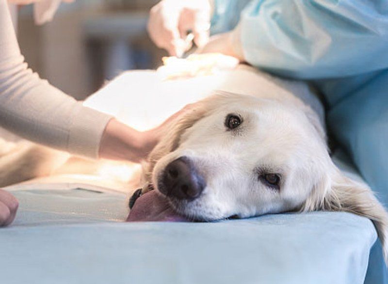 Dental — Golden Retriever on Operating Table in Clarksville, IN