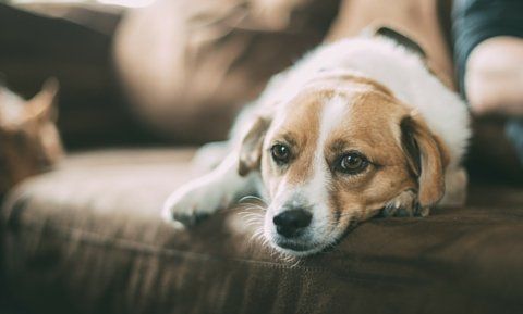 Acetaminophen Toxicity — Dog Resting On The Couch in Clarksville, IN
