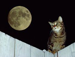 Cat — Cat Sitting On A Fence in Clarksville, IN