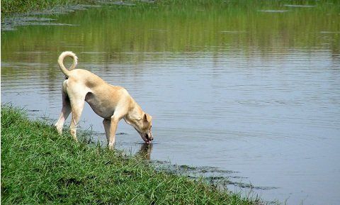 My dog sales drank river water