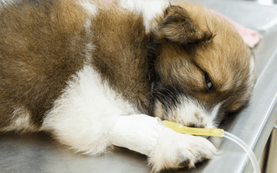 Trauma — Puppy with IV Fluids in Clarksville, IN