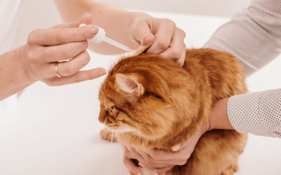 Treatments — Cat Ear Drop in Clarksville, IN