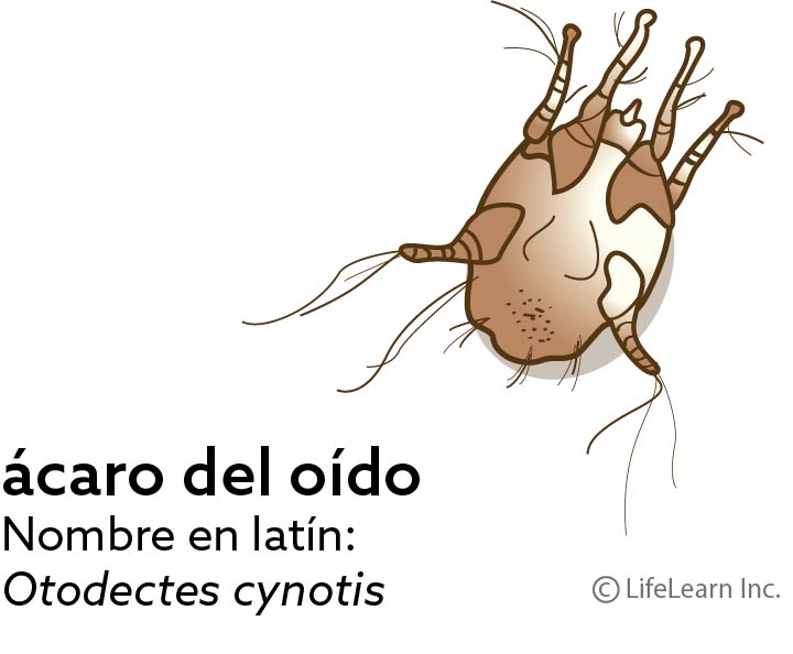 Ear Mites — Illustration Of Ear Mites in Clarksville, IN