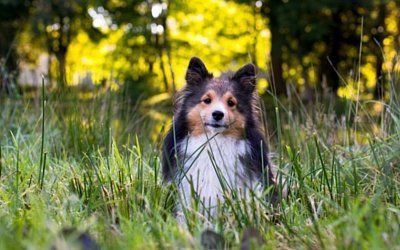 Cleaner — Dog In A Field Of Grass in Clarksville, IN