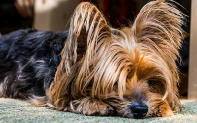 Diarrhea — Yorkshire Terrier Lying On Bed in Clarksville, IN