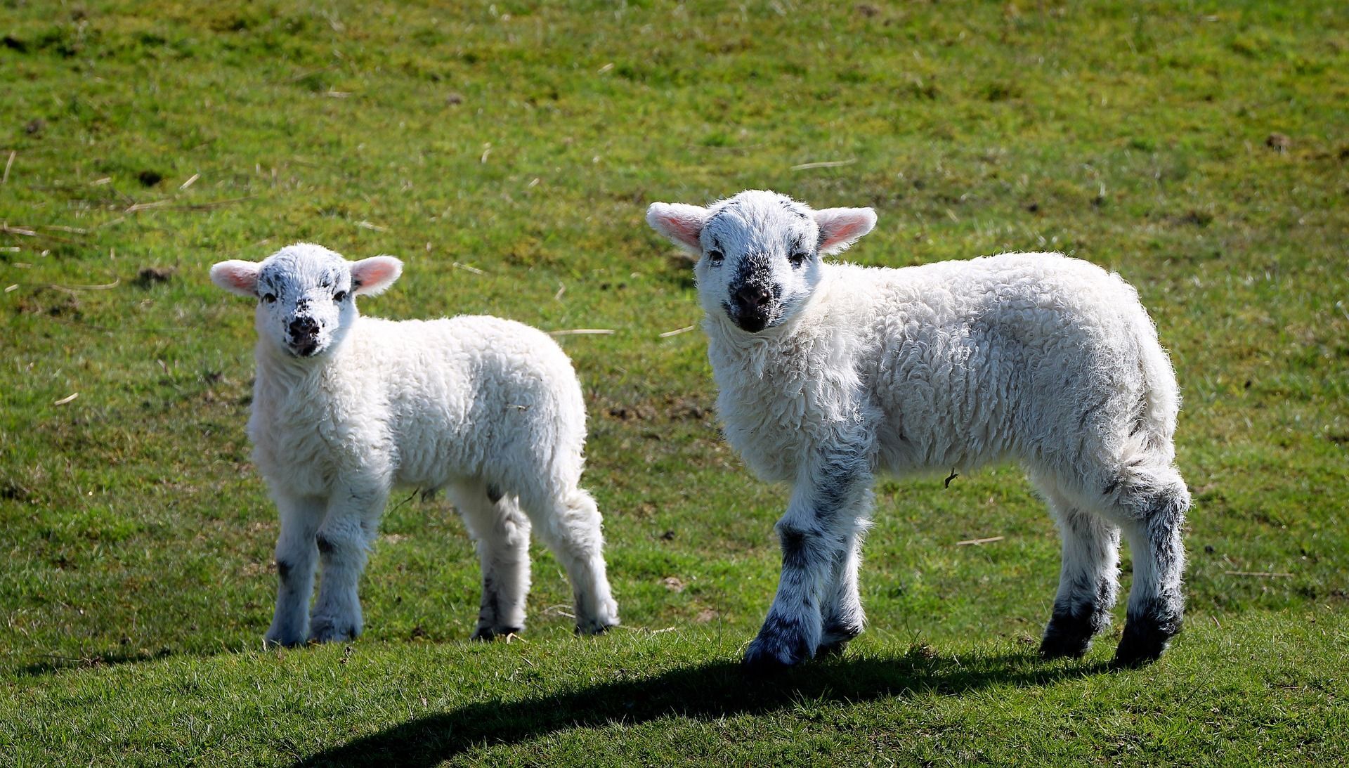 Lambs in field