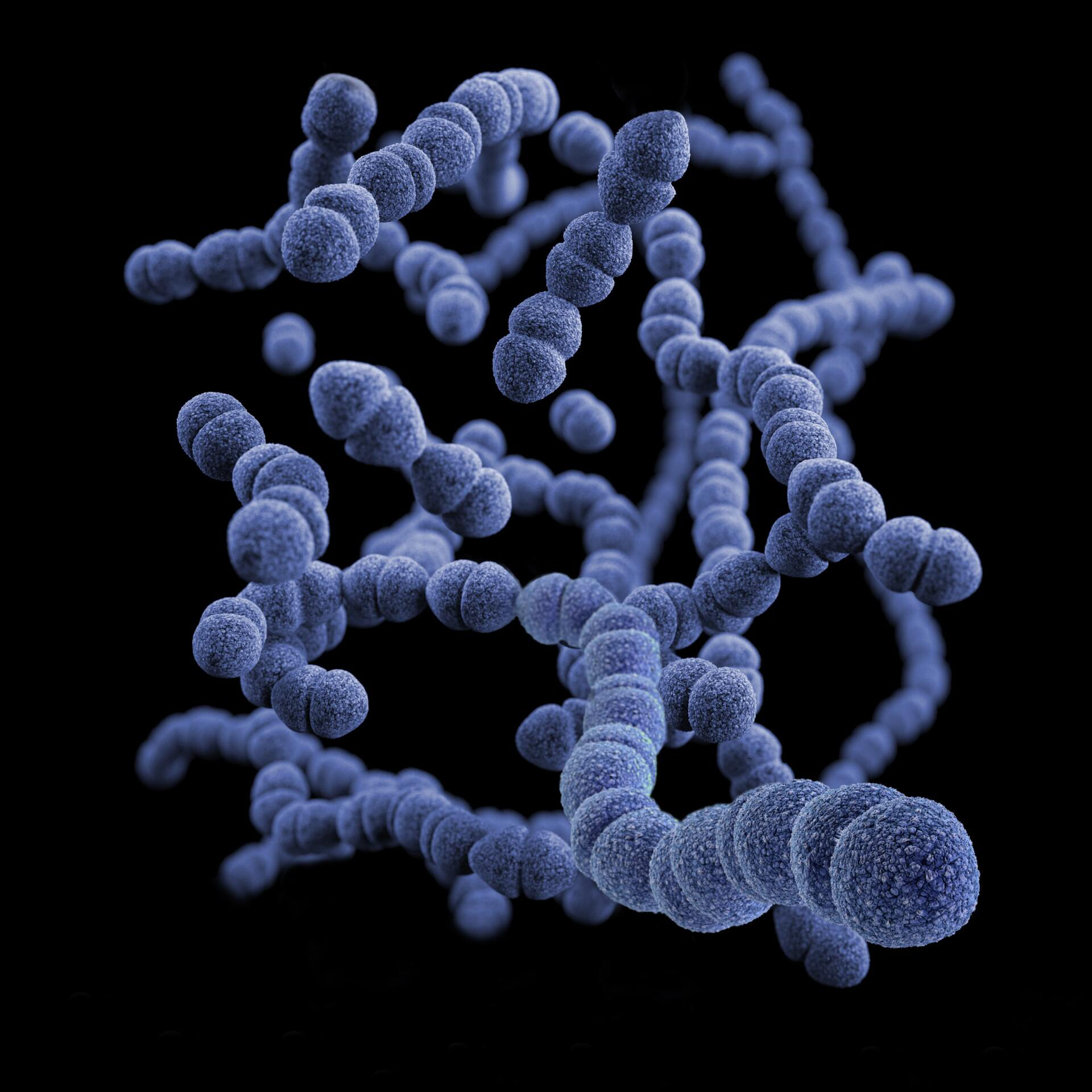 Bacteria Image