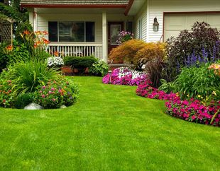 Manicured Spring Summer Residential yard 
