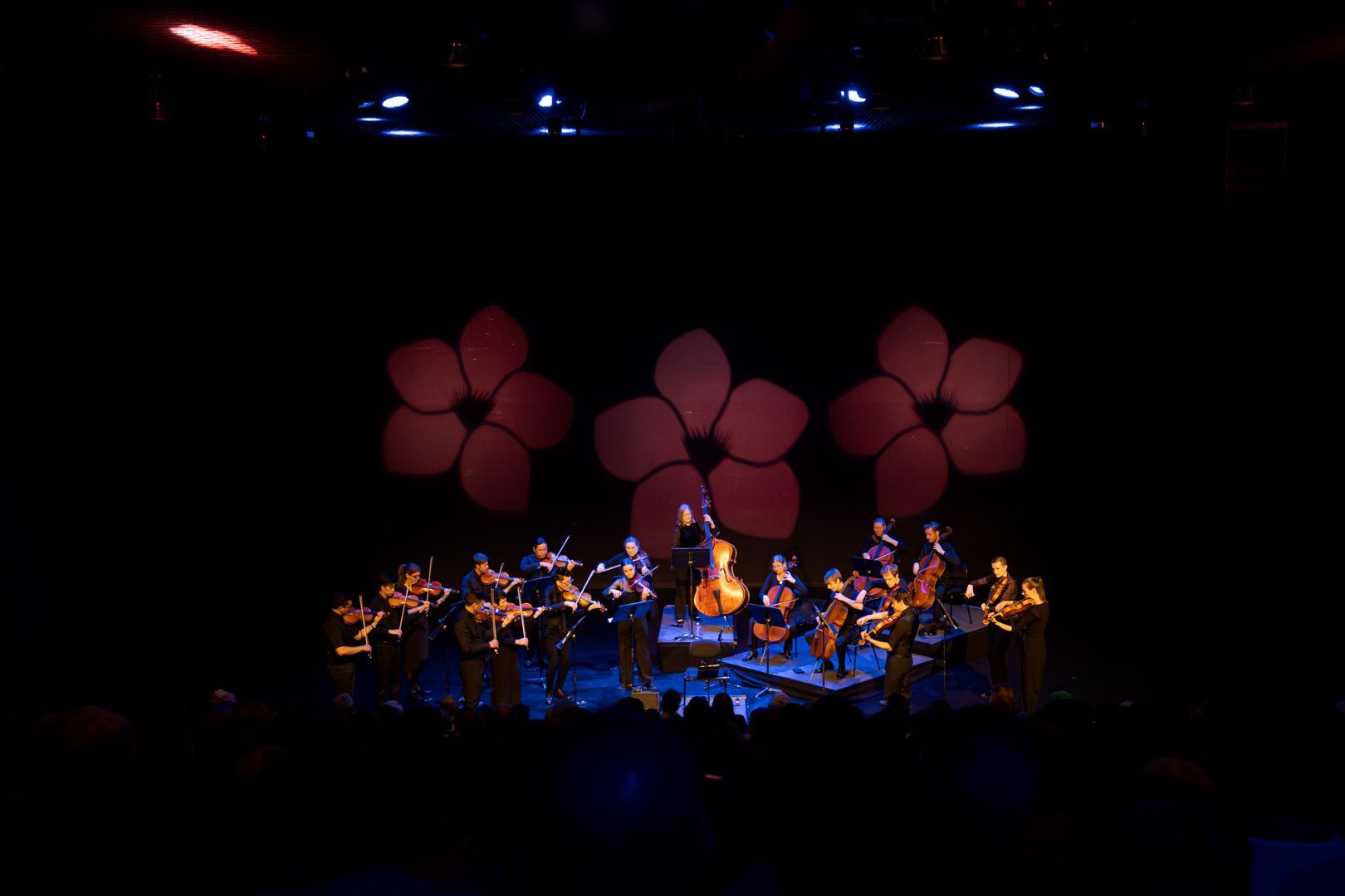 Camerata - Queensland's Chamber Orchestra