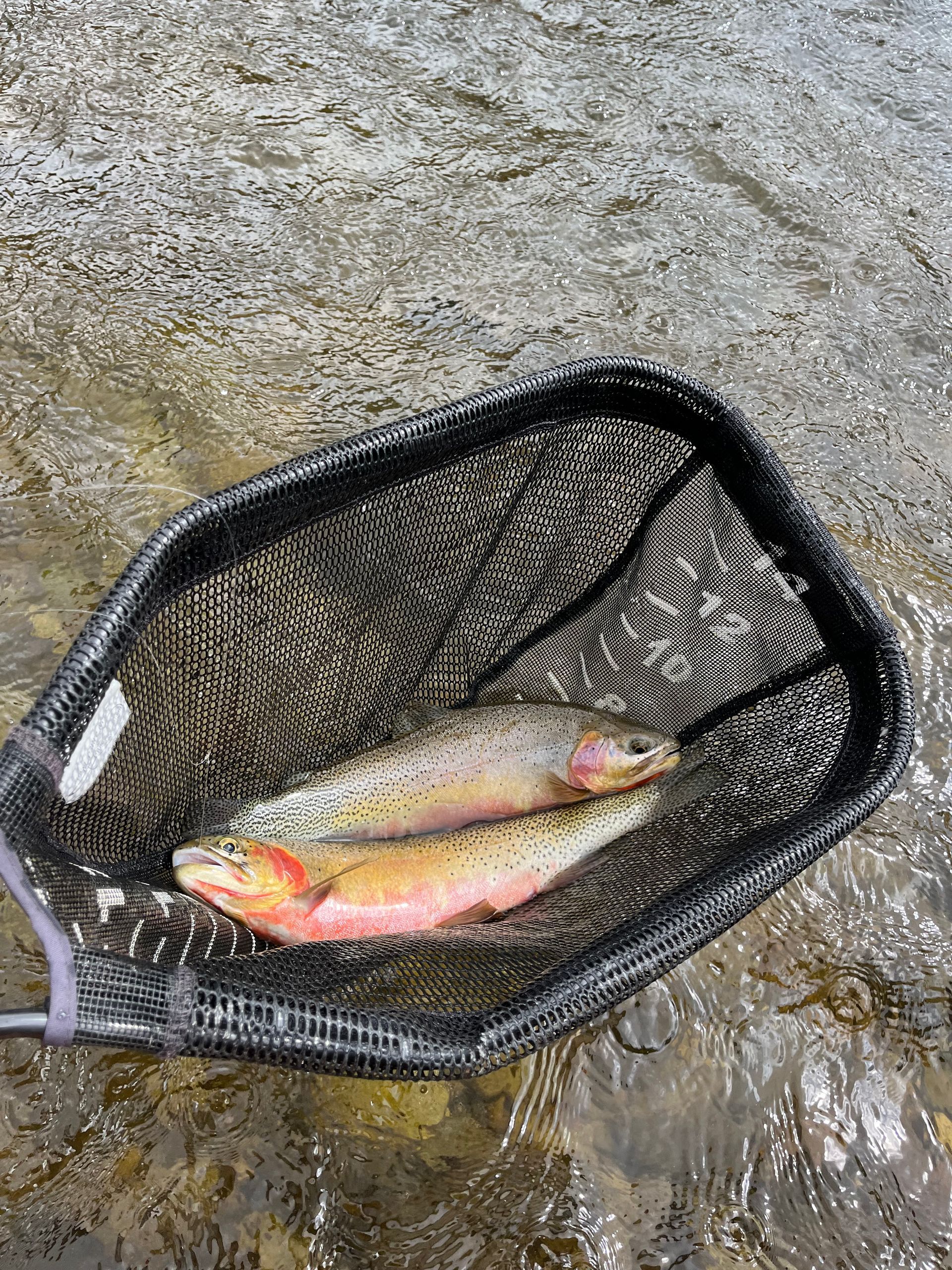 Two trout in a black fishing net in a flowing stream; the fish are pink and tan.