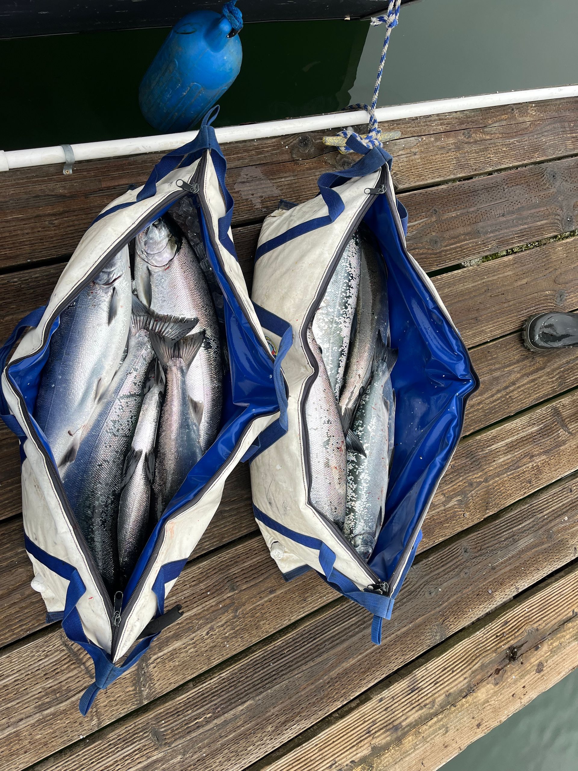 Two white and blue mesh bags filled with fish on a wooden dock.