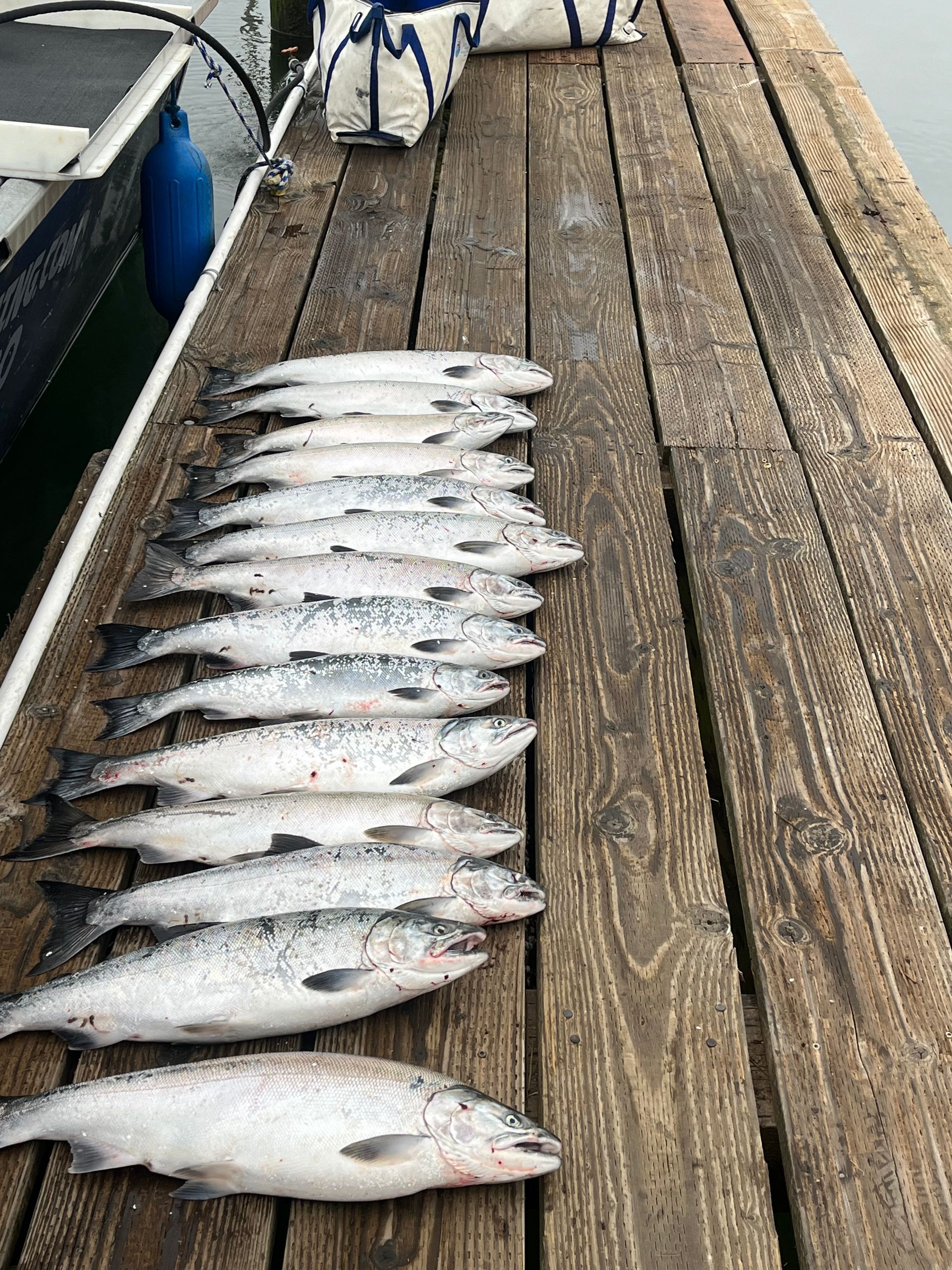 Row of freshly caught salmon on a wooden dock next to a boat.