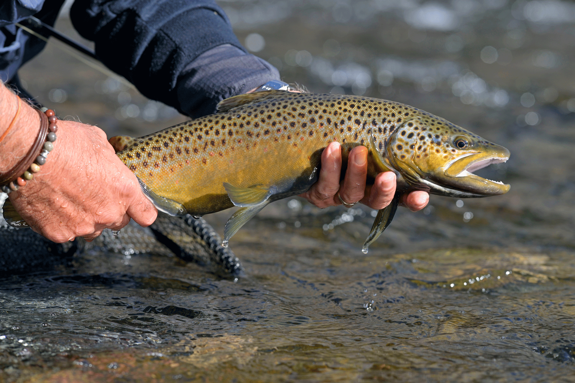 Person holding a brown trout with dark spots in a river.
