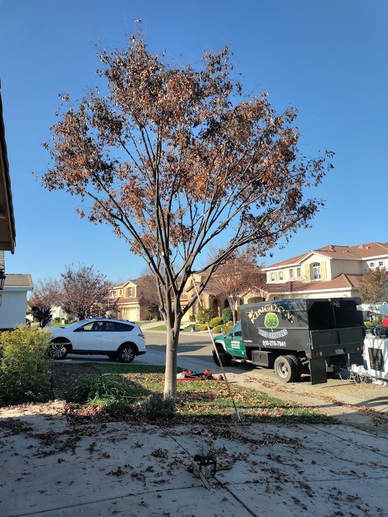 Sacramento's Tree Service Kingdom Tree Services