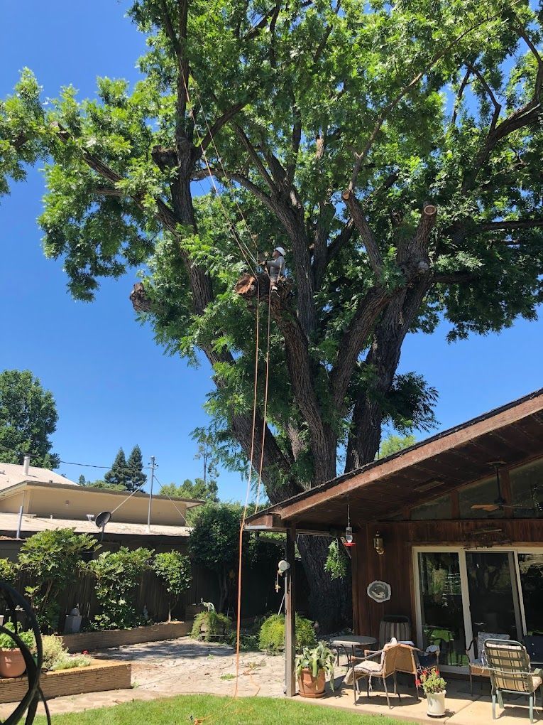 Tree Service Sacramento
