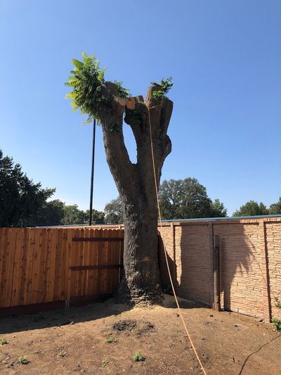 Tree Trimming Sacramento