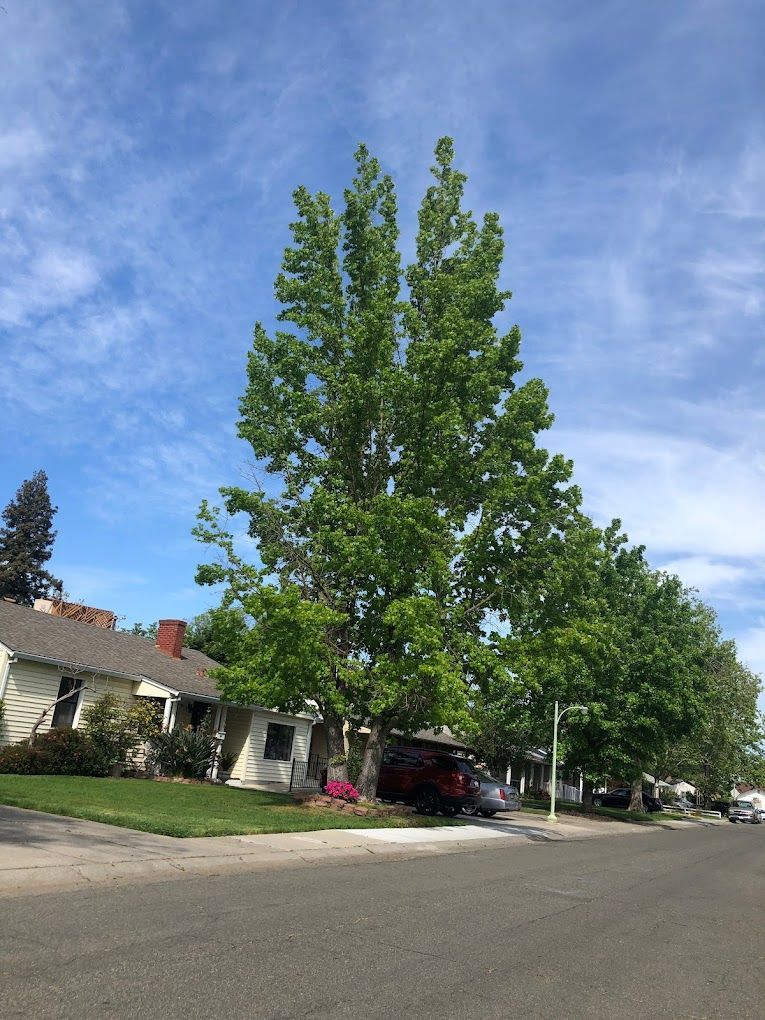 Tree Removal Sacramento