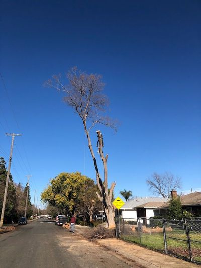 Kingdom Tree Service Sacramento