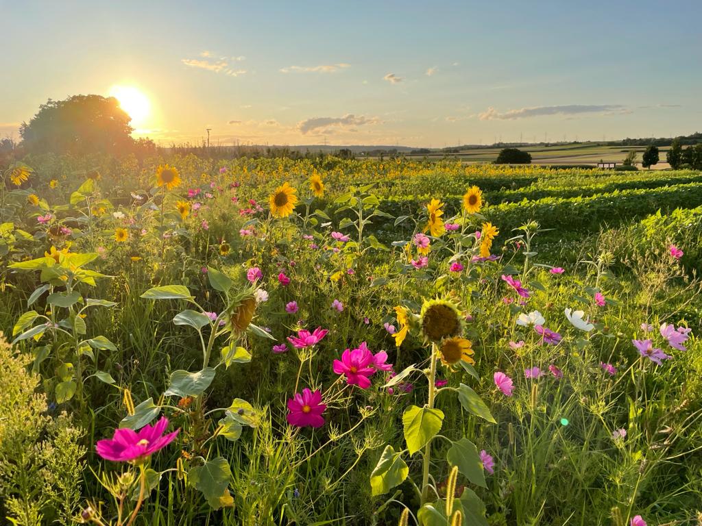 Wo es brennt und blüht