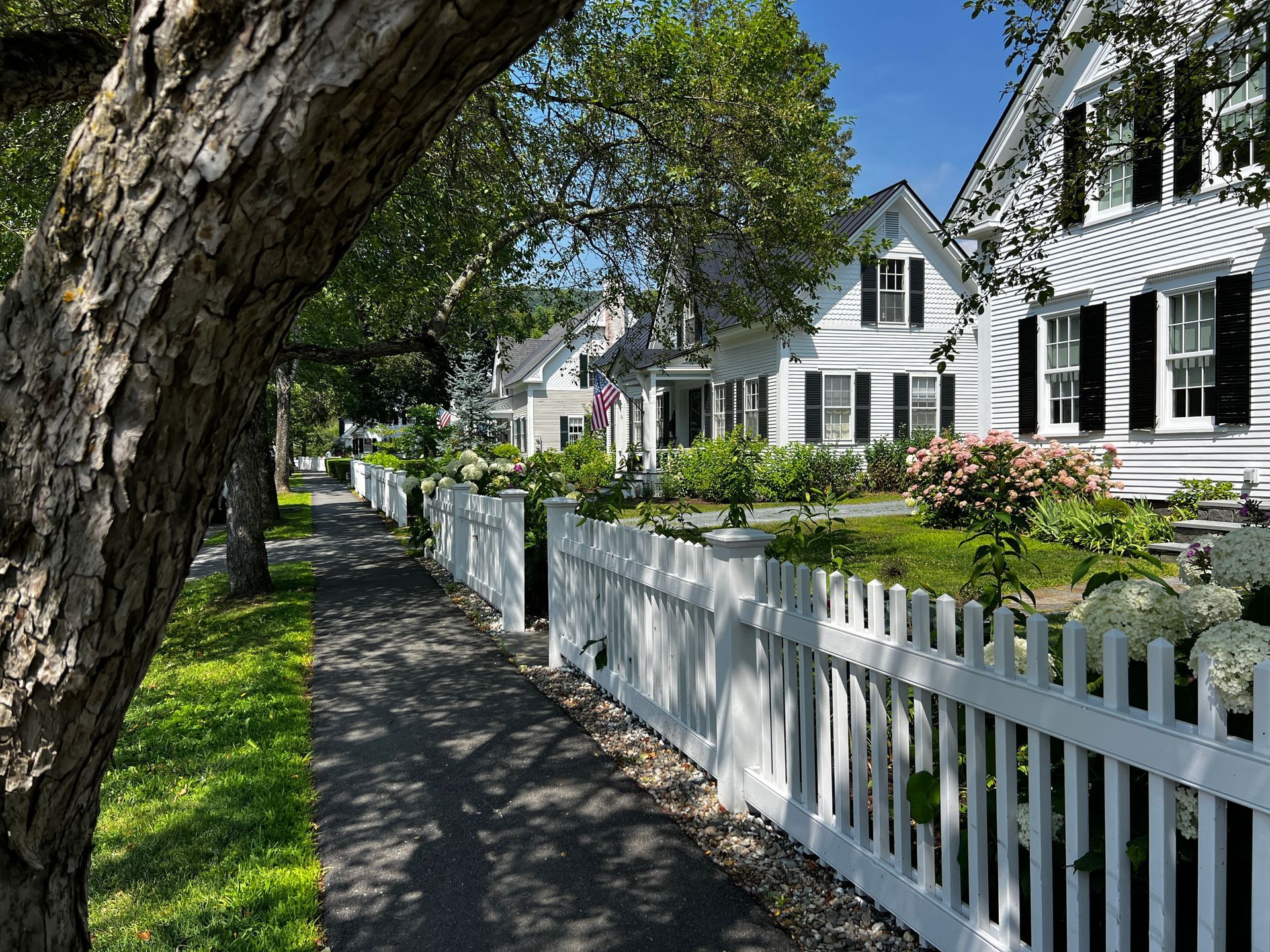Tree-lined sidewalk beside white picket fences and white houses in a sunny neighborhood