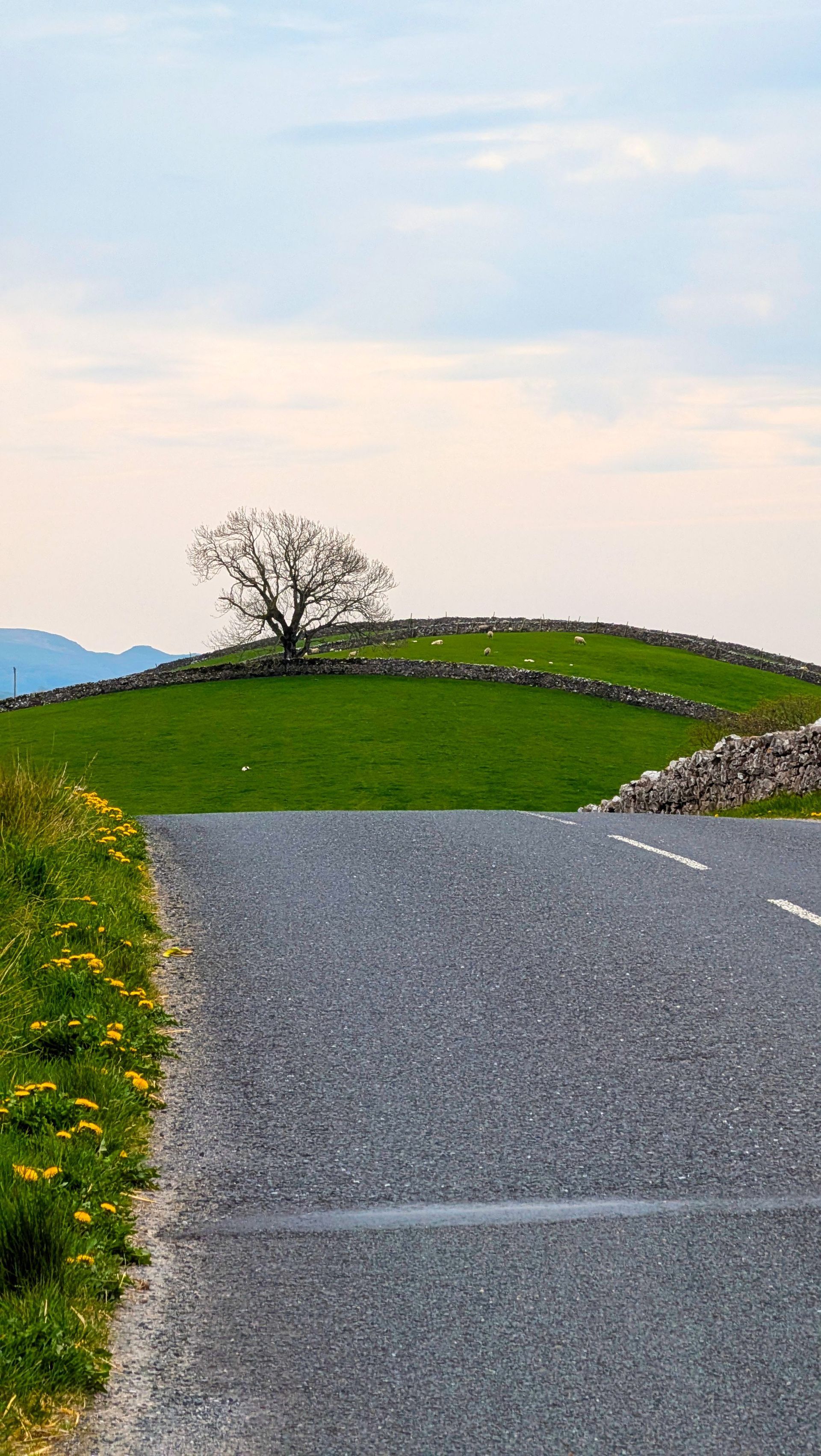 Winding gray road through green hills under a pastel sky, with a lone tree on the ridge.
