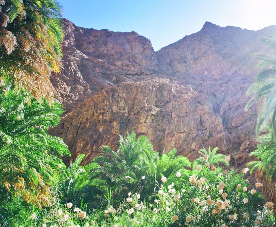 A mountain covered in trees and flowers with a mountain in the background at possible site of Elim