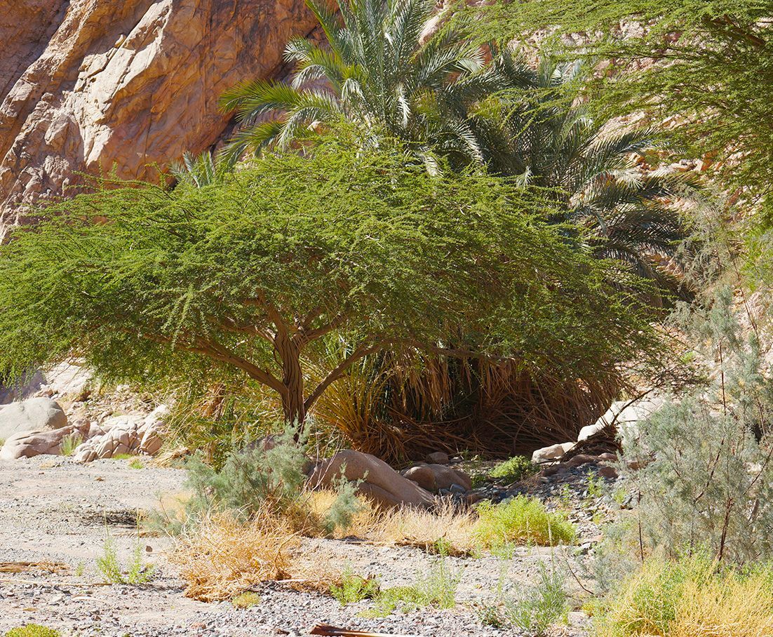 There is a tree in the middle of the desert.