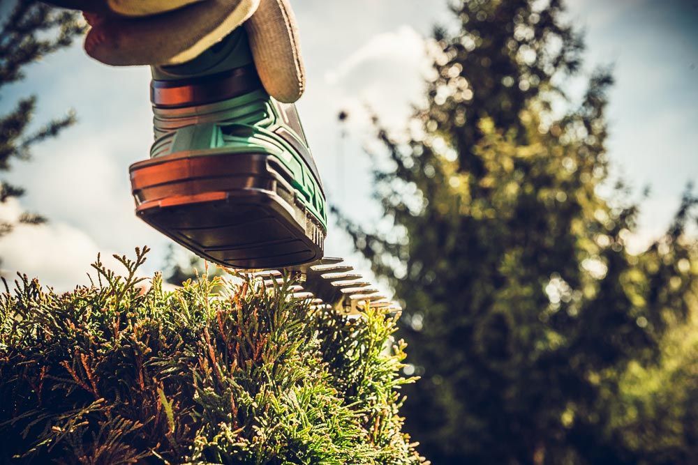 A Person Is Cutting A Hedge With A Hedge Trimmer — Darren's Mowing In Miranda, NSW