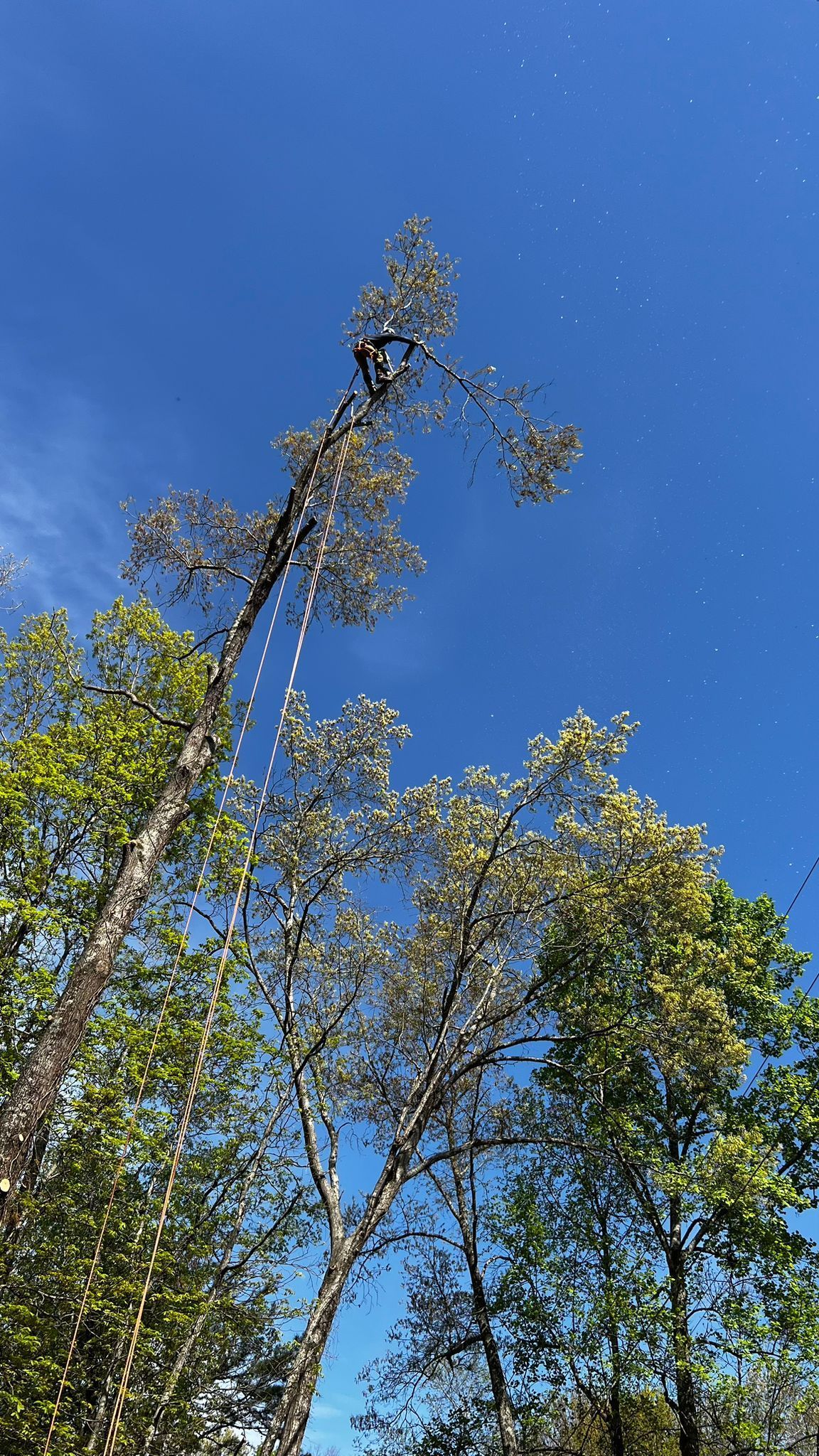 A Person Is Cutting Down a Tree with A Chainsaw | Dayton, OH | MTS LLC