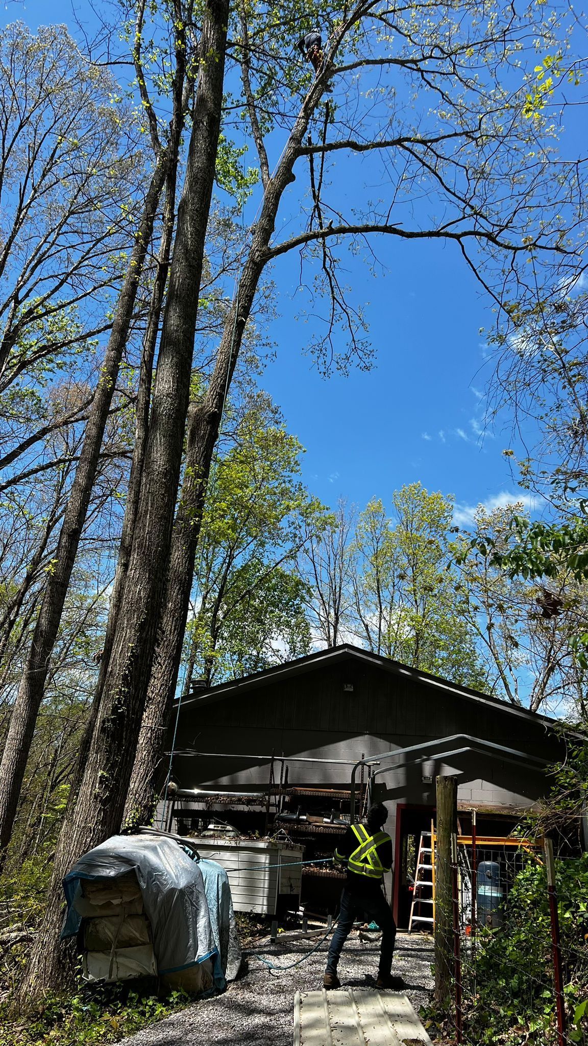 A Horse Is Standing in Front of A Shed in The Woods | Dayton, OH | MTS LLC