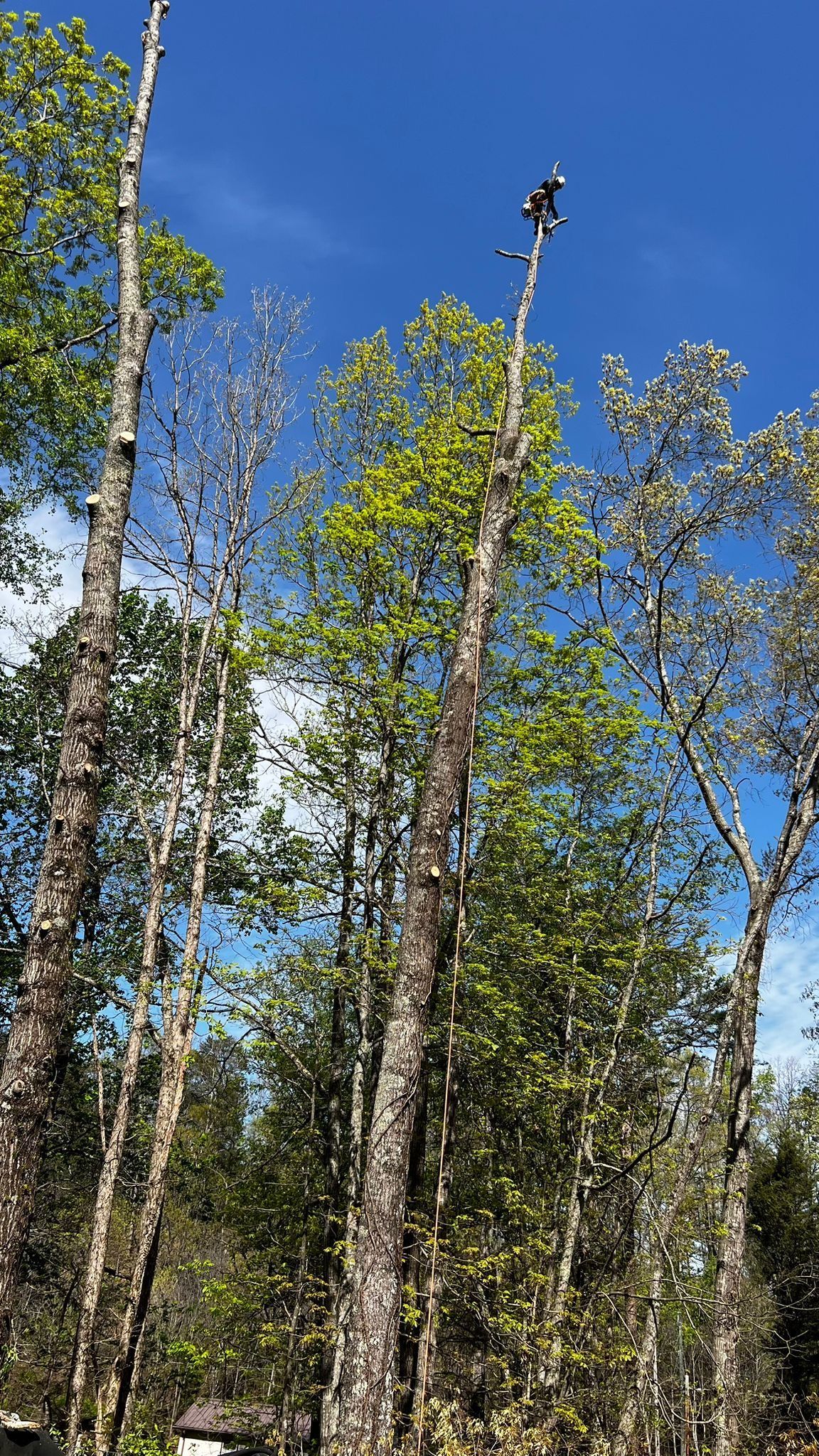 A Man Is Climbing a Tree in The Woods | Dayton, OH | MTS LLC