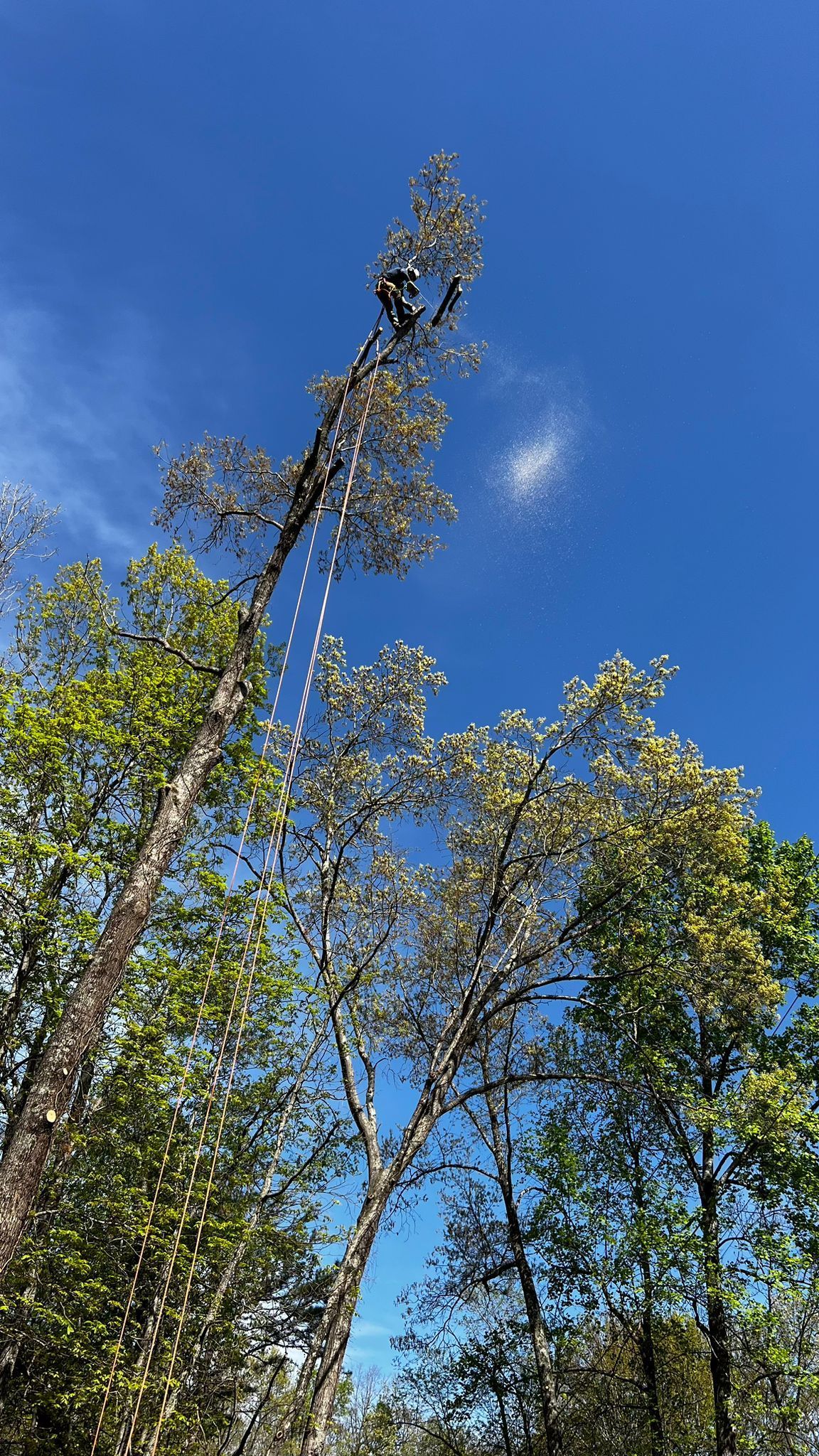 A Person Is Cutting Down a Tree with A Chainsaw | Dayton, OH | MTS LLC