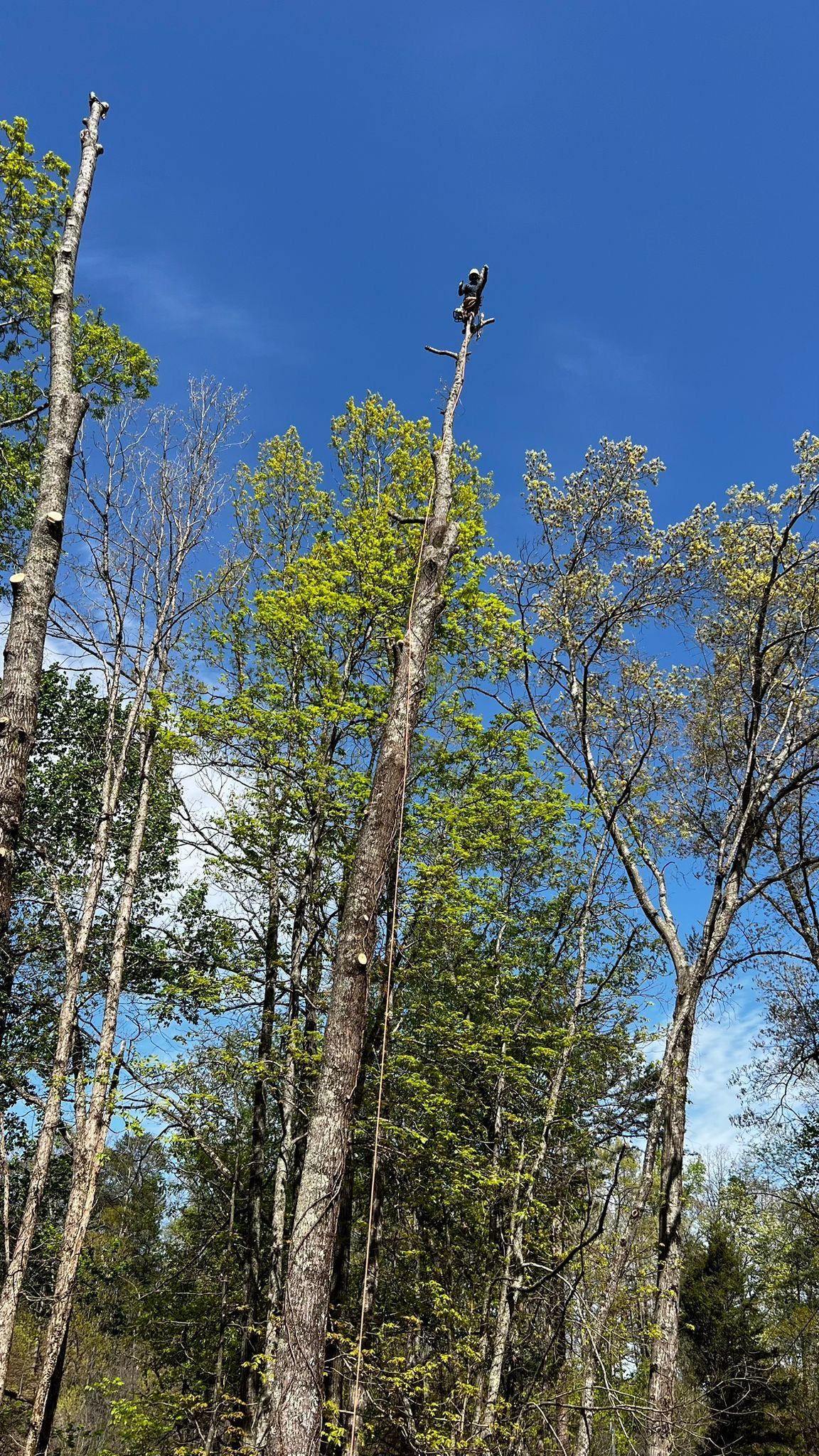 A Group of Trees with A Blue Sky in The Background | Dayton, OH | MTS LLC