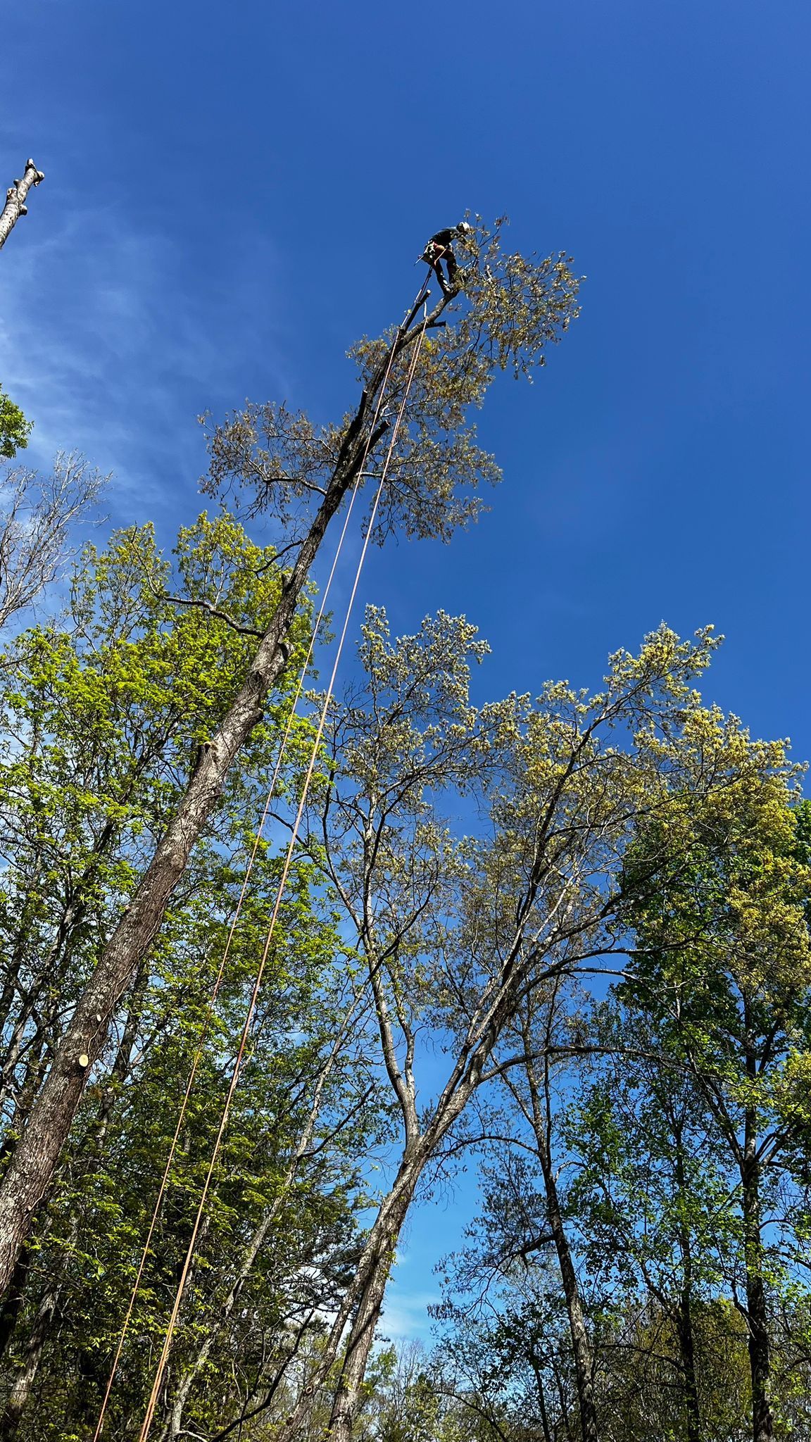 A Man Is Cutting a Tree with A Chainsaw in The Woods | Dayton, OH | MTS LLC