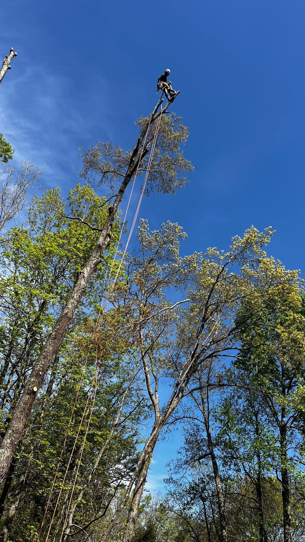 A Person Is Cutting a Tree in The Woods with A Chainsaw | Dayton, OH | MTS LLC