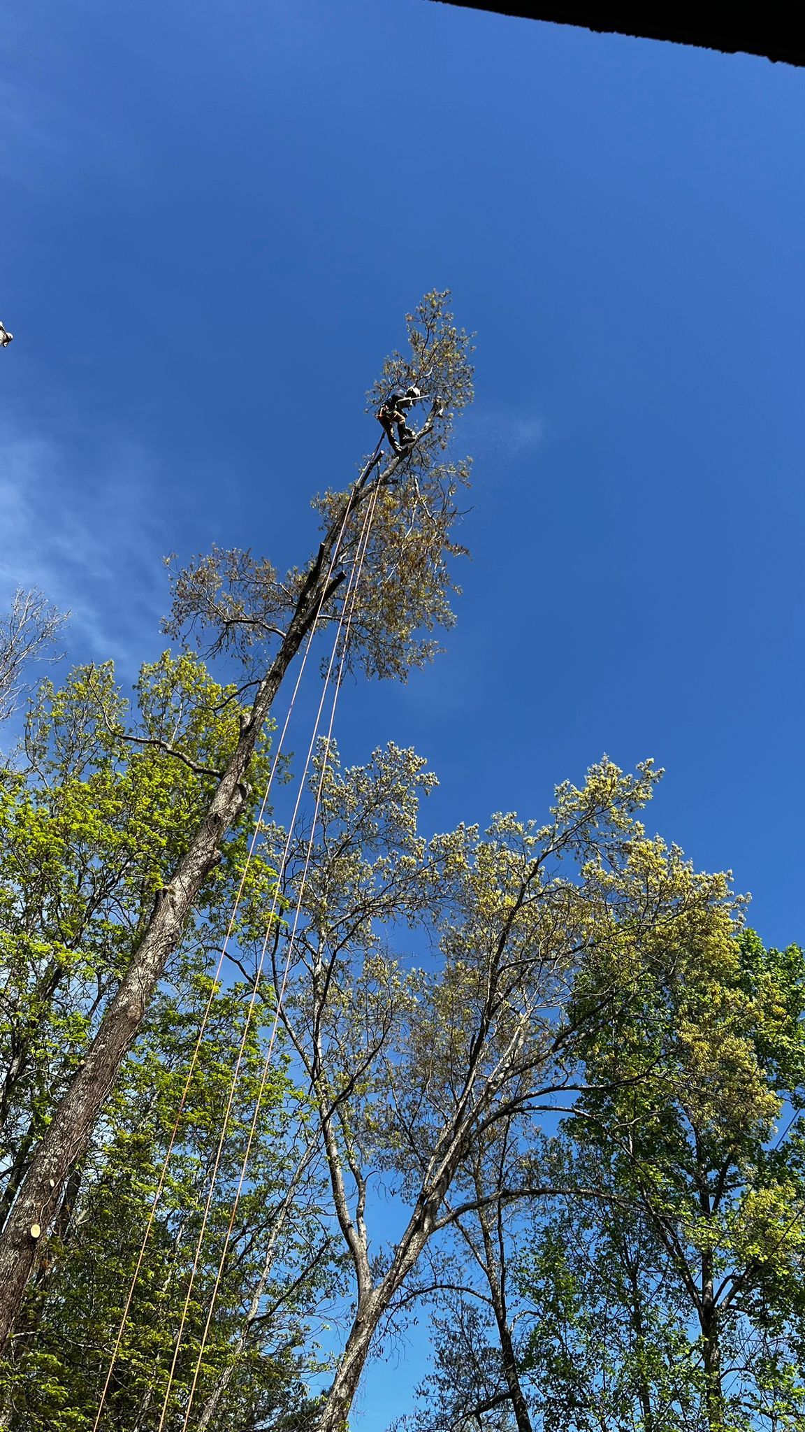 A Tree with Lots of Leaves Is Against a Blue Sky | Dayton, OH | MTS LLC
