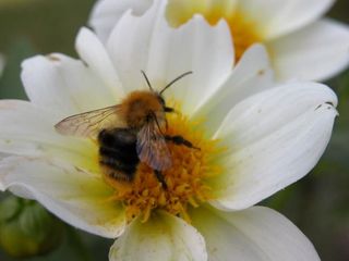 Biene auf einer Blüte