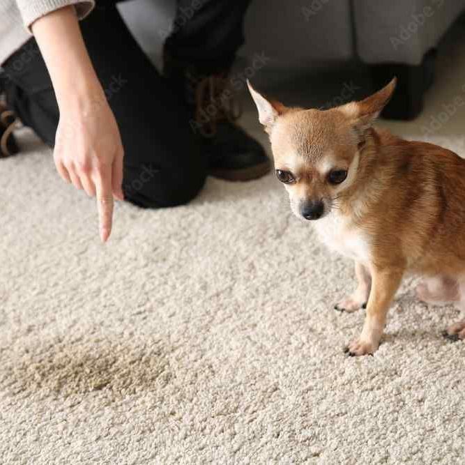 a brown chihuahua sitting on a carpet while getting scolded for its pee stain