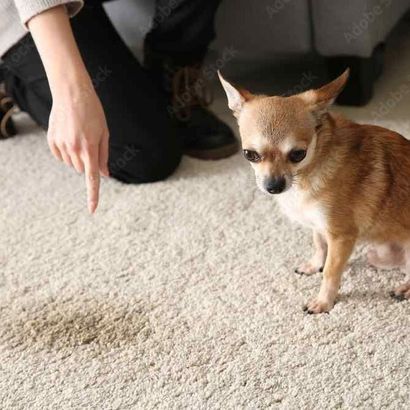 a small dog sitting on a carpet, being scolded for a wet spot on the carpet 