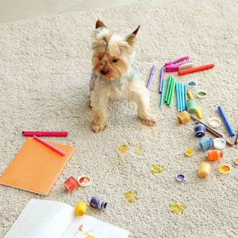 a small dog sits on a carpet surrounded by art supplies, paint, and pawprints staining the carpet 