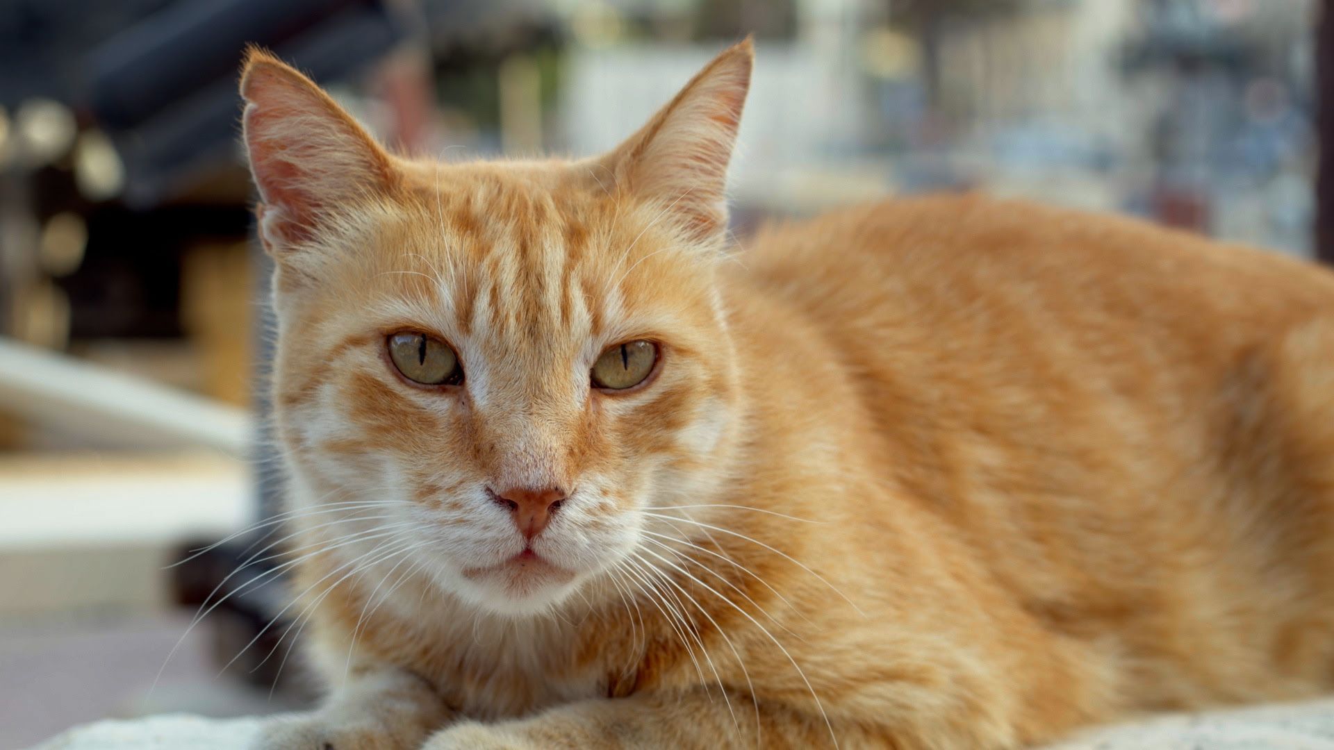 International Cats Day "Cats of Malta" out on digital in Sept