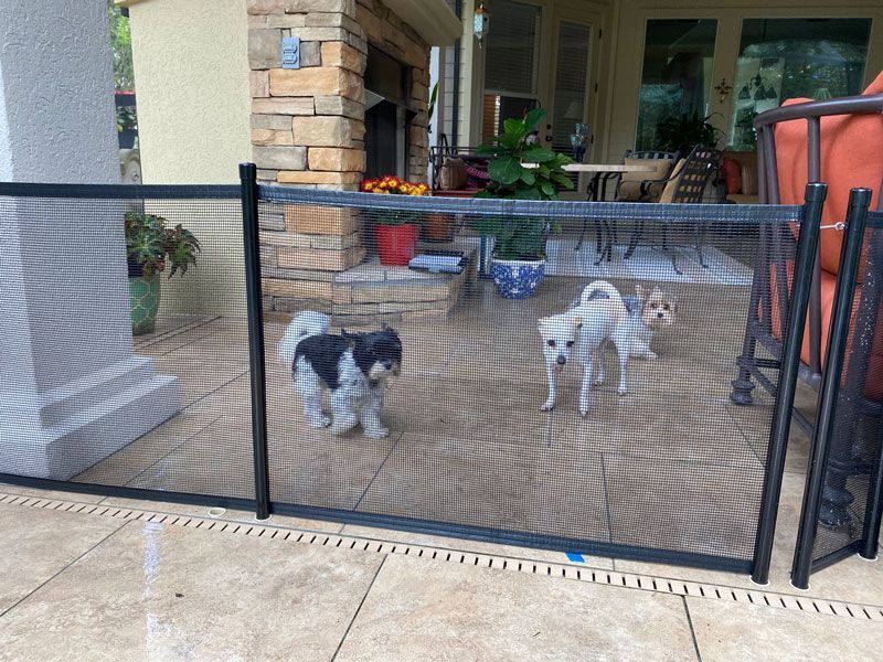 Three dogs are standing in front of a fence on a patio.