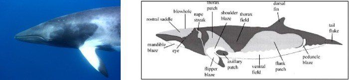 Minke whale side and map of Minke whale